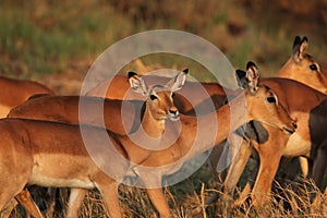Impalas in morning light