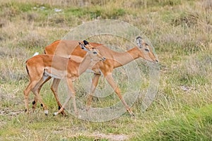 Impalas, mother and baby