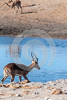 Impalas near a waterhole in Etosha