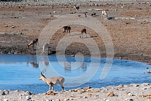 Impalas near a waterhole in Etosha