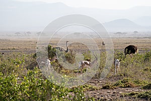 Impalas and ostrich birds graze the land of Amboseli National Park, Kenya Africa