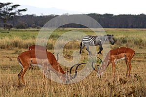 Impalas and a plain zebra, Lake Nakuru National Park, Kenya