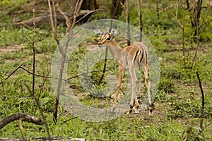 Impalas in savannah, kruger bushveld, Kruger national park, SOUTH AFRICA