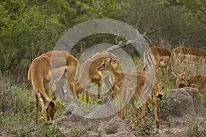 Impalas in savannah, kruger bushveld, Kruger national park, SOUTH AFRICA