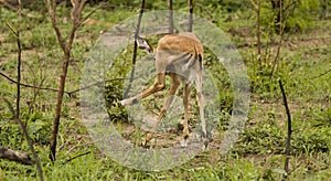 Impalas in savannah, kruger bushveld, Kruger national park, SOUTH AFRICA