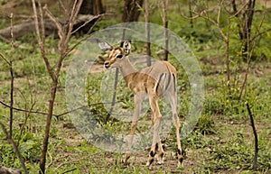 Impalas in savannah, kruger bushveld, Kruger national park, SOUTH AFRICA