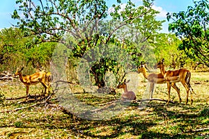 Impalas seeking shade under trees in Kruger National Park