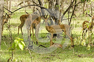 Impalas in Selous photo