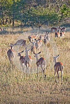 Impalas, South Africa