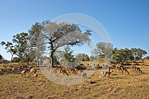 Impalas, South Africa