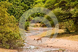Impale antelope crossing a river photo
