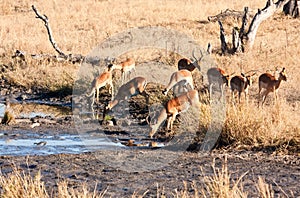 Impale herd drinking water photo