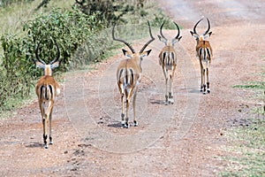 Impalas on Path in Africa