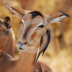 Impapa Antelope and Oxpecker photo