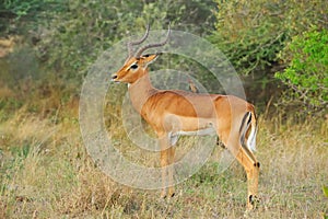 Impapa Antelope and Oxpecker