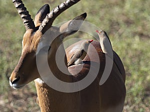 Imapala and Oxpecker photo