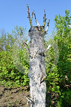 The imparted pear tree in a garden