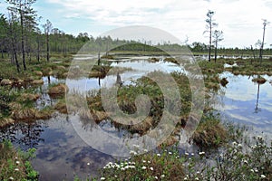 Impassable bog in the Siberian taiga