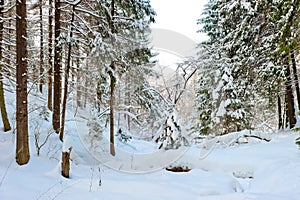 Impassable places in the snowy forest photo