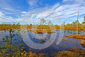 Impassable swamp in Siberia