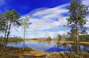 Impassable swamp in Siberia photo