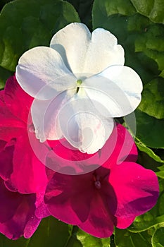 Impatiens