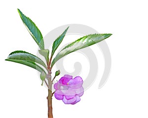 Impatiens Balsamina Flower