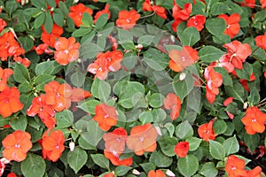 Impatiens Balsamina Red Orange Flowers