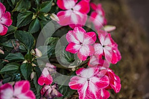 Impatiens balsamina