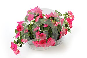 Impatiens balsamina, two flowerpot, white background