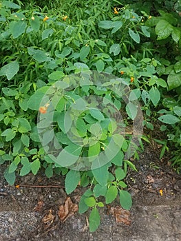 Impatiens Capensis, Jewelweed