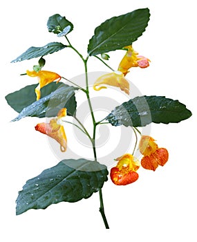 Impatiens capensis Wildflower