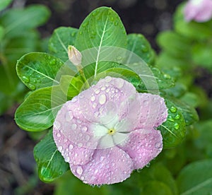 Impatiens Covered in Dewdrops photo