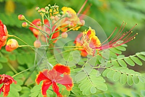 The buds and flowers of Impatiens cycliflor photo