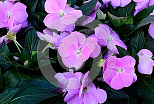 Impatiens flower (Impatiens psittacina)