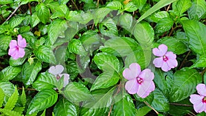Impatiens flowers in the green leaves background