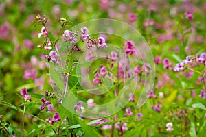 Impatiens glandulifera, also called, Himalayan balsam, one of the invasive species of plants photo