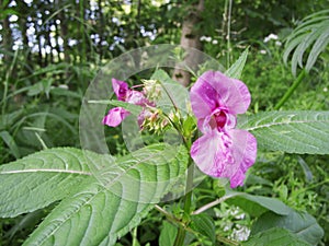 Impatiens glandulifera Druesiges Springkraut wide angle photo