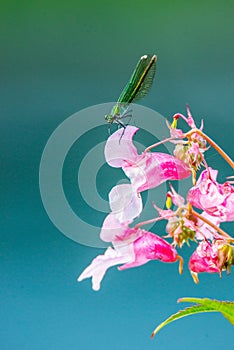 Impatiens glandulifera wild flower and dragonfly photo