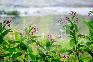 Impatiens glandulifera wild flower near river photo