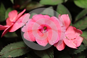 Impatiens hawkeri or painted kiss