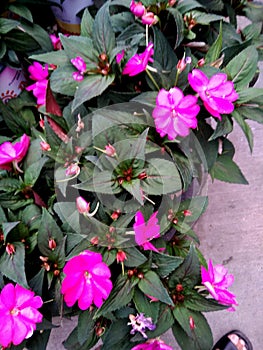 Impatiens hawkeri `Sunpatiens Compact` Pink