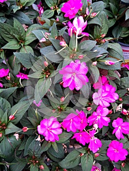 Impatiens hawkeri `Sunpatiens Compact` Pink