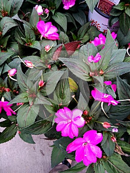 Impatiens hawkeri `Sunpatiens Compact` Pink