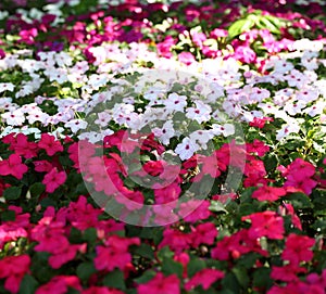 Impatiens