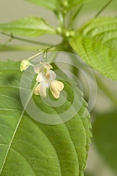 Impatiens parviflora photo