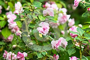 Lush blooming inflorescences and buds of pale pink double-flowered Impatiens walleriana in the garden Russia.