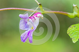 Impatiens psittacina