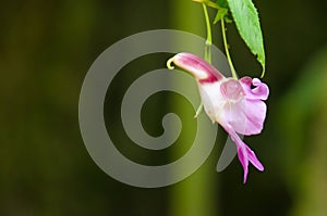 Impatiens Psittacina or Parrot Flower