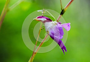 Impatiens psittacina parrot flower at Doi Luang Chiang Dao, Chiang Mai, Thailand